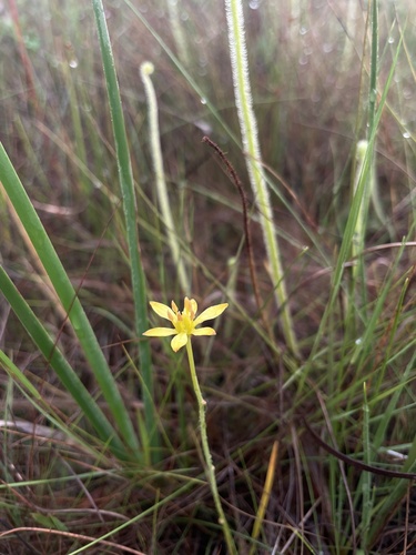 Harperocallis flava, photograph 1