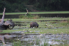 Sus scrofa cristatus