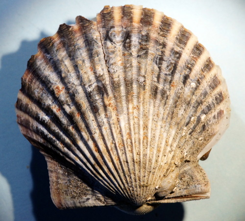 Argopecten irradians