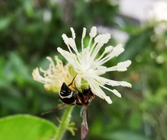 Parancistrocerus minimoferus