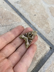 Phlogophora meticulosa