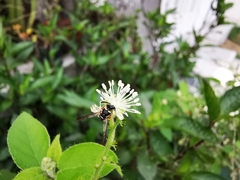 Parancistrocerus minimoferus