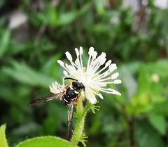 Parancistrocerus minimoferus