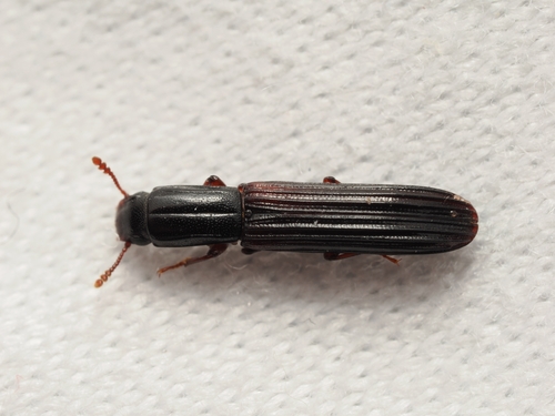 Colydium elongatum