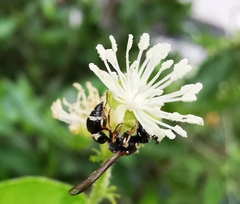 Parancistrocerus minimoferus