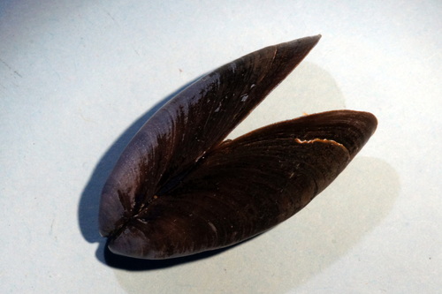 Mytilus edulis