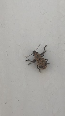 Pantomorus postfasciatus