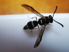 Parancistrocerus minimoferus