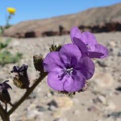 Phacelia calthifolia