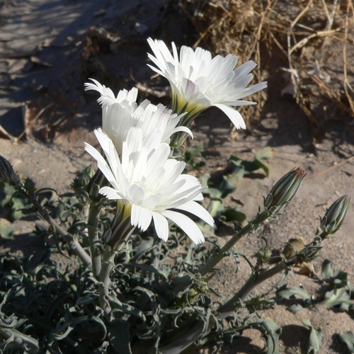Rafinesquia neomexicana, photograph 6