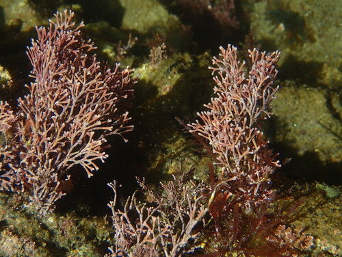 Amphiroa beauvoisii observed 2019-03-16