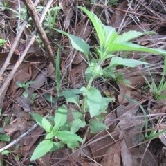 Parietaria pensylvanica