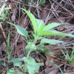 Parietaria pensylvanica