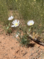 Calycoseris wrightii