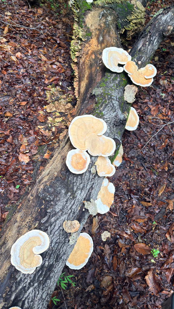 Trametes aesculi · May 2026 · photo: Photo: (c) Heatherelle, some rights reserved (CC BY) · iNaturalist
