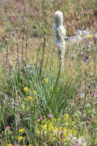 Asphodeline taurica