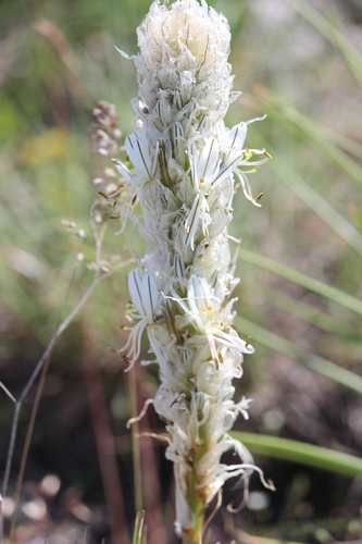 Asphodeline taurica, photograph 2