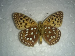 Speyeria egleis