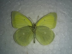 Colias alexandra apache