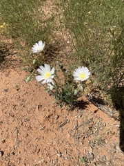 Calycoseris wrightii