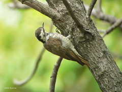 Chloropicus stierlingi