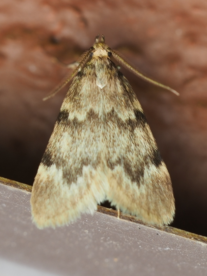 Aglossa acallalis