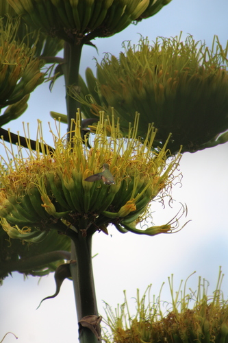 Lucifer Sheartail (Calothorax lucifer), photo 4
