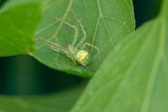 Araneus cingulatus