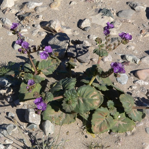 Phacelia calthifolia, photograph 1