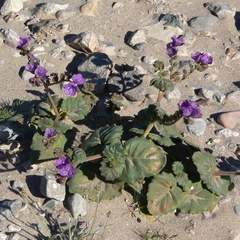 (c) Stan Shebs, some rights reserved (CC BY-SA) Phacelia calthifolia, photograph (c) Stan Shebs, some rights reserved (CC BY-SA)