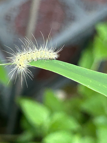 Fall Webworm Moth