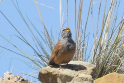 House Bunting