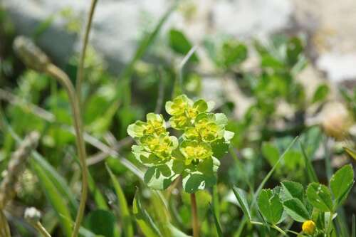 Sun spurge