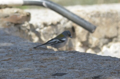 African Chaffinch