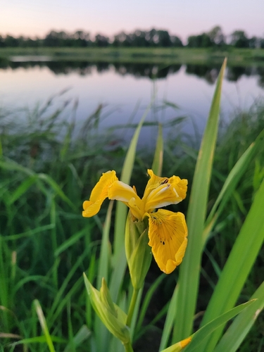 Yellow Iris