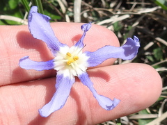 Nemastylis geminiflora