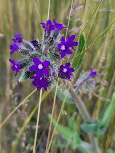 common alkanet