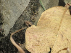 Trachylepis gonwouoi