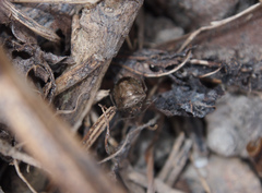 Eysarcoris guttigerus