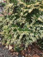 Pieris japonica