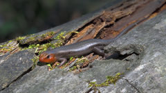 Plestiodon laticeps