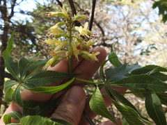 Aesculus glabra arguta