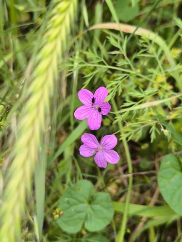 Geranium asphodeloides, photograph 4
