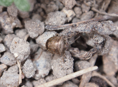 Eysarcoris guttigerus