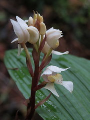 Govenia liliacea