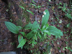 Govenia liliacea