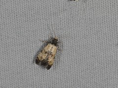 Neocochylis dubitana