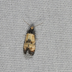 Neocochylis dubitana