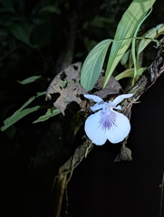 Amazonian cochleanthes (Cochleanthes amazonica)