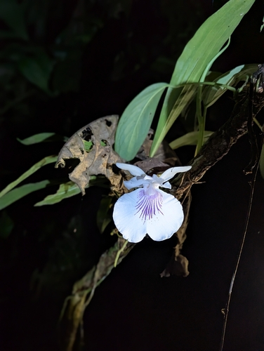 Warczewiczella amazonica, photograph 3